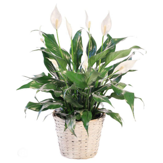 Peace Lily Large